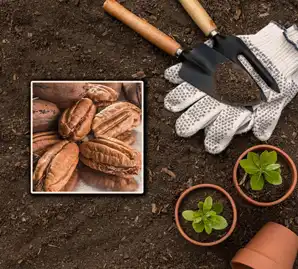 بذر گردو آمریکایی