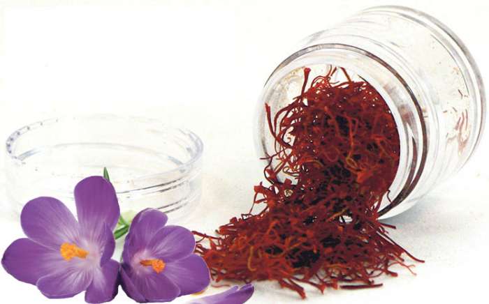 کود پیاز زعفران Saffron