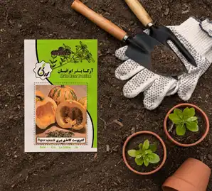 بذر کدو پوست کاغذی ببری آرکا بذر ایرانیان