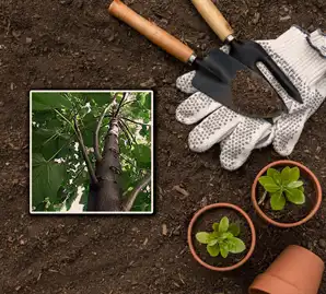 کود درخت پالونیا سبز مختص